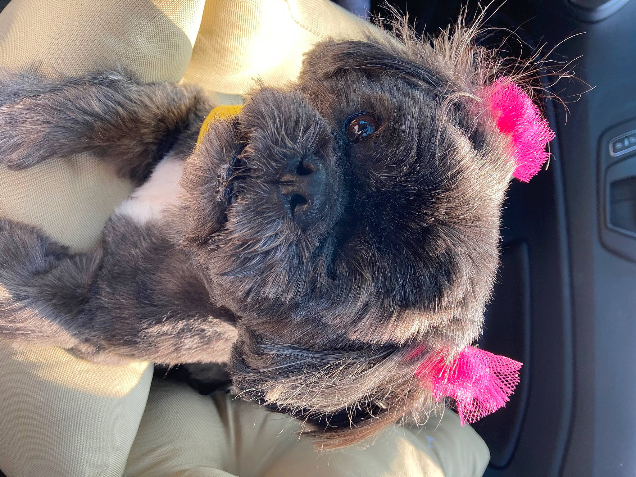 Darling Duchess is registered to the contest to win money with this photo: auto_part, carnivore, collar, comfort, companion_dog, dog, dog_breed, dog_collar, ear, fawn, felidae, fur, gesture, jaw, selfie, small_to_medium_sized_cats, snout, sporting_group, whiskers, working_animal