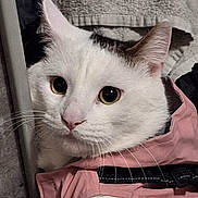 Aka a rejoint le concours — aidez-le/la à gagner de superbes lots ! animal, black_markings, cat, close_up, cozy, curious, domestic_cat, ears, fabric, face, feline, fur, household, indoor, looking, pet, pink_harness, texture, whiskers, white_cat