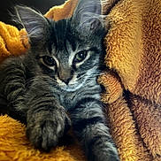 Kyro joined the competition — help win amazing prizes! kitten, tabby, cat, feline, pet, animal, closeup, fur, whiskers, ears, paws, blanket, texture, cozy, indoor, resting, cute, soft, relaxed, sleepy