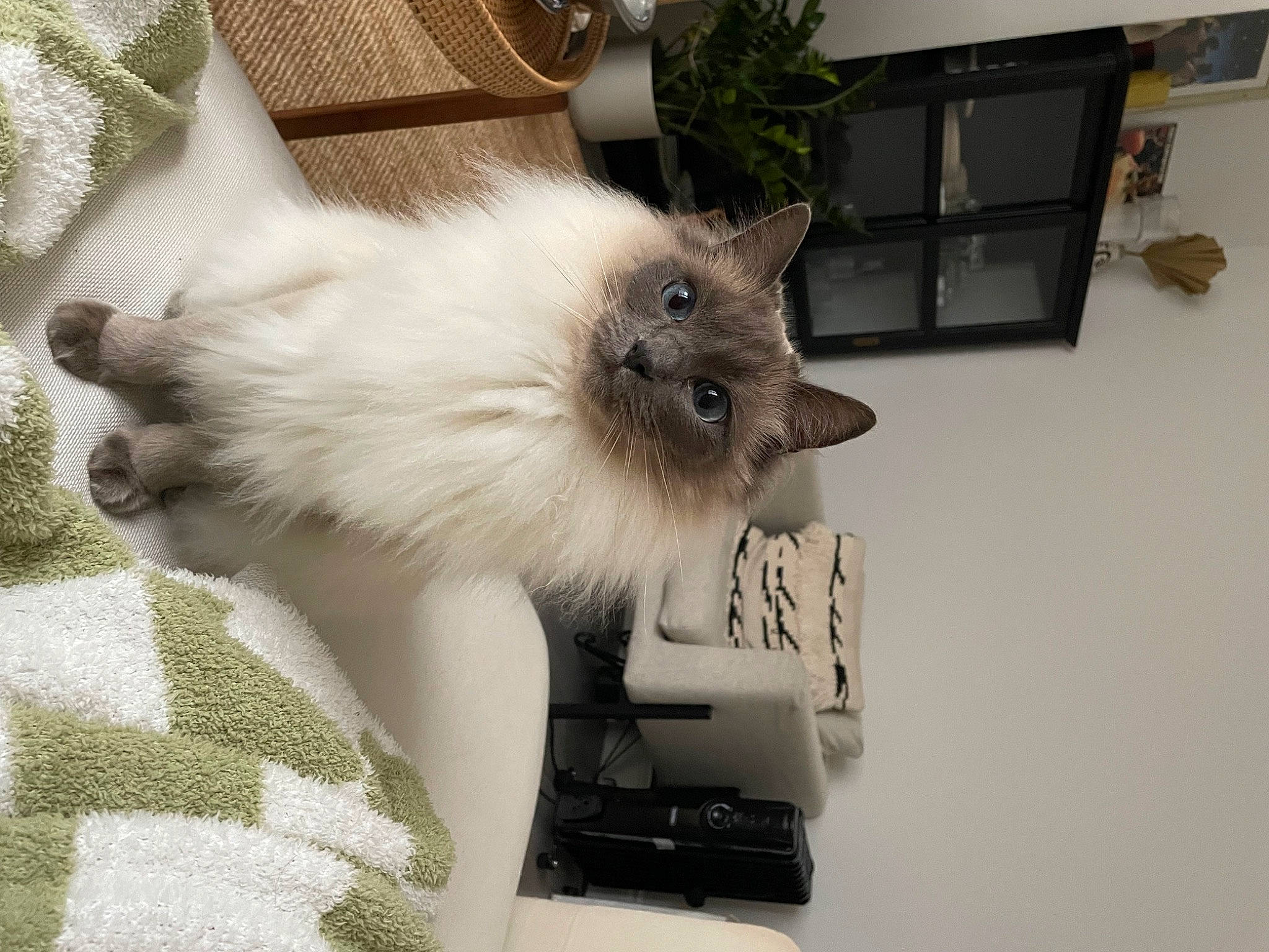 Ted is registered to the contest to win money with this photo: balinese, box, carnivore, cat, claw, comfort, domestic_short_haired_cat, fawn, felidae, fur, grey, houseplant, paw, plant, ragdoll, siamese, small_to_medium_sized_cats, tail, thai, whiskers