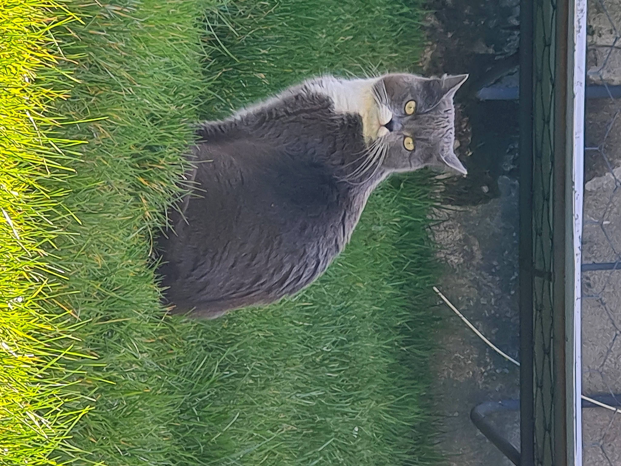 Mistigri participe au concours pour gagner de l'argent avec cette photo : carnivore, cat, domestic_short_haired_cat, felidae, fur, grass, groundcover, plant, small_to_medium_sized_cats, tail, terrestrial_animal, terrestrial_plant, tree, trunk, whiskers, wildlife