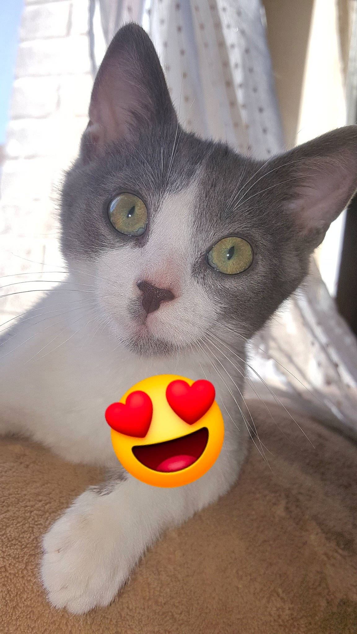 Loulou a rejoint le concours — aidez-le/la à gagner de superbes lots ! carmine, carnivore, cat, cat_supply, claw, domestic_short_haired_cat, door, eye, fawn, felidae, fur, moustache, nose, paw, pet_supply, photo_caption, small_to_medium_sized_cats, snout, tail, whiskers