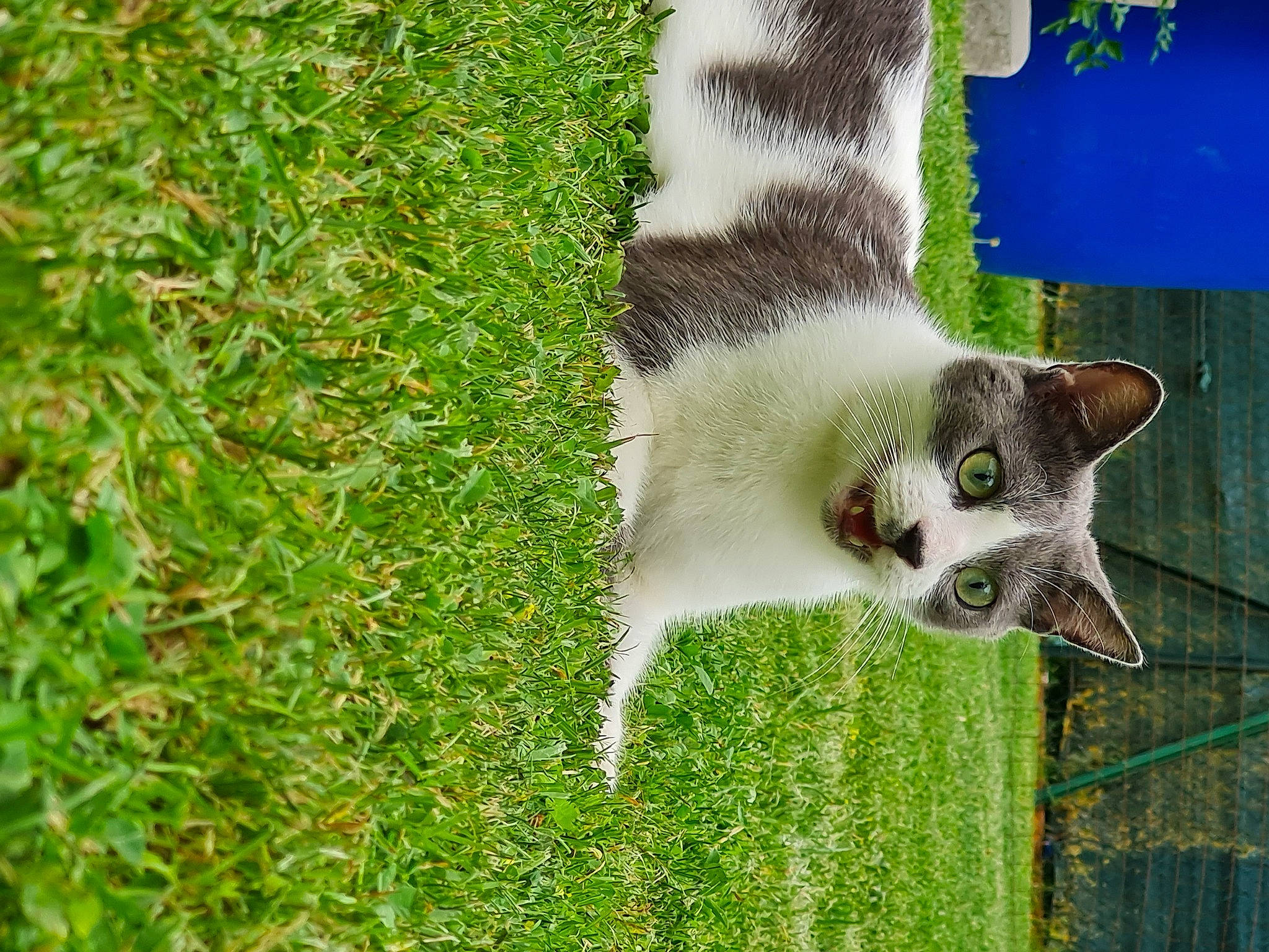 Loulou participe au concours pour gagner de l'argent avec cette photo : carnivore, cat, dog_breed, domestic_short_haired_cat, fawn, felidae, fur, grass, grass_family, grassland, groundcover, lawn, plant, small_to_medium_sized_cats, tail, terrestrial_animal, tree, trunk, whiskers, window