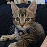 kitten, tabby, cat, pet, collar, whiskers, fur, animal, cute, young, indoor, closeup, face, ears, eyes, paw, lying_down, domestic, feline, curious