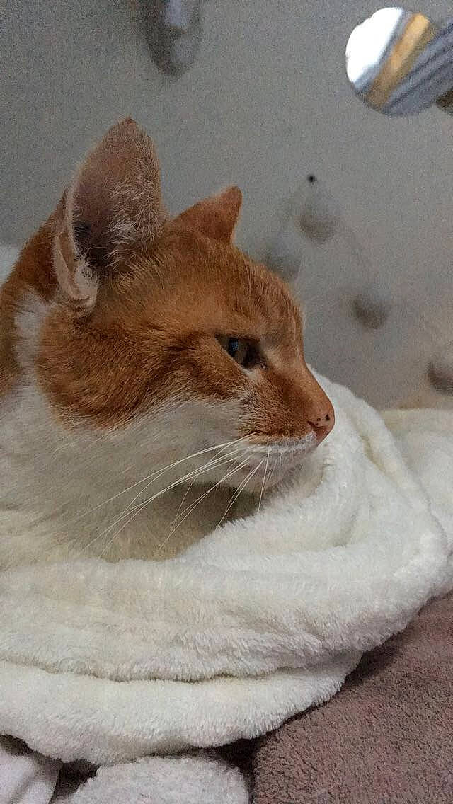 Citrouille a rejoint le concours — aidez-le/la à gagner de superbes lots ! aegean_cat, carnivore, cat, domestic_short_haired_cat, european_shorthair, fawn, felidae, kitten, mammal, small_to_medium_sized_cats, snout, tabby_cat, whiskers