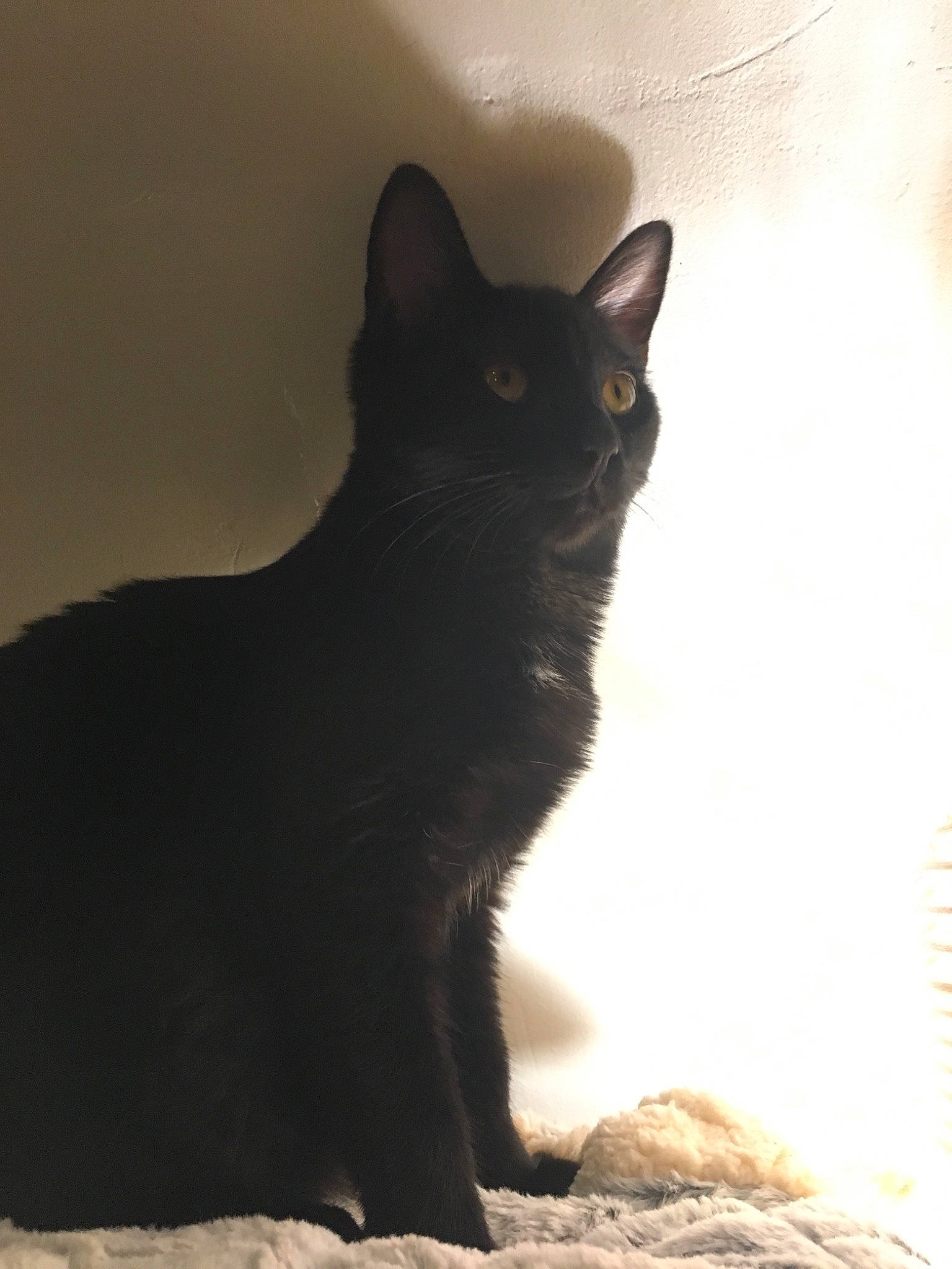 Opium a rejoint le concours — aidez-le/la à gagner de superbes lots ! asian, black_cat, bombay, burmese, carnivore, cat, chartreux, domestic_short_haired_cat, felidae, havana_brown, korat, mammal, shadow, small_to_medium_sized_cats, tail, vertebrate, whiskers