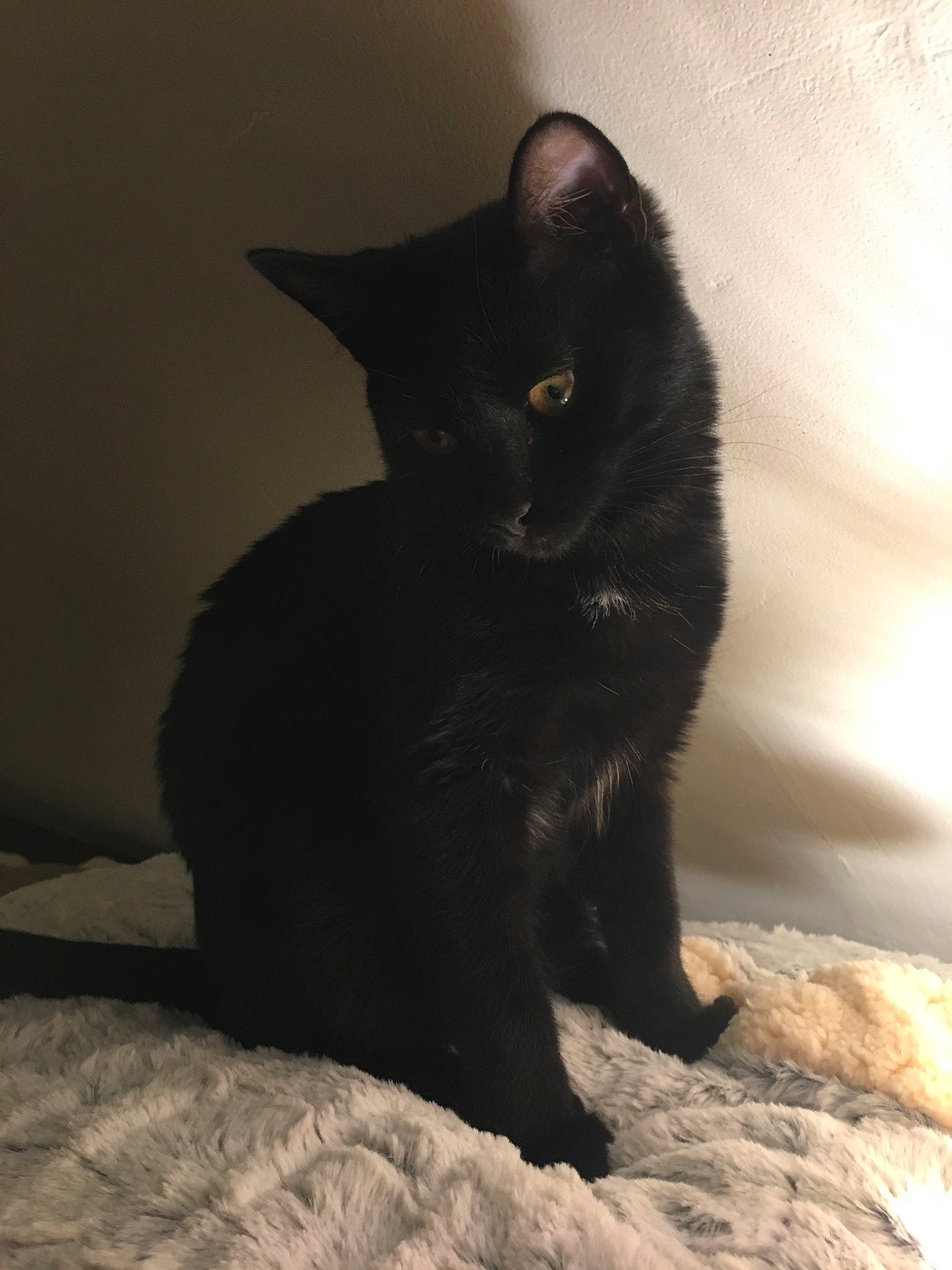 Opium participe au concours pour gagner de l'argent avec cette photo : asian, black, black_cat, bombay, carnivore, cat, domestic_short_haired_cat, ear, eye, felidae, fur, kitten, mammal, small_to_medium_sized_cats, snout, tail, turkish_angora, whiskers