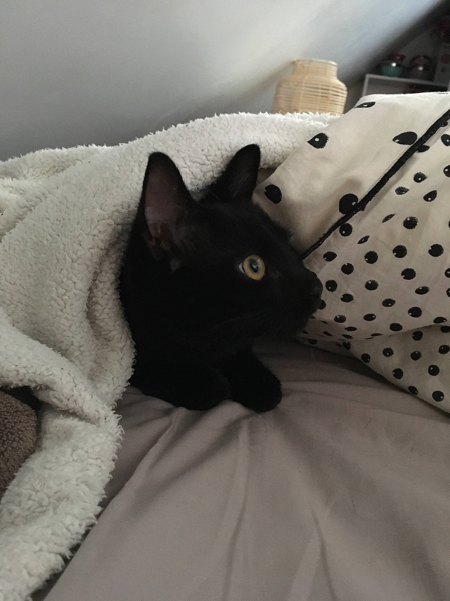 Opium participe au concours pour gagner de l'argent avec cette photo : black, black_and_white, black_cat, blanket, carnivore, cat, comfort, fawn, felidae, fur, kitten, linens, pattern, room, small_to_medium_sized_cats, tail, whiskers