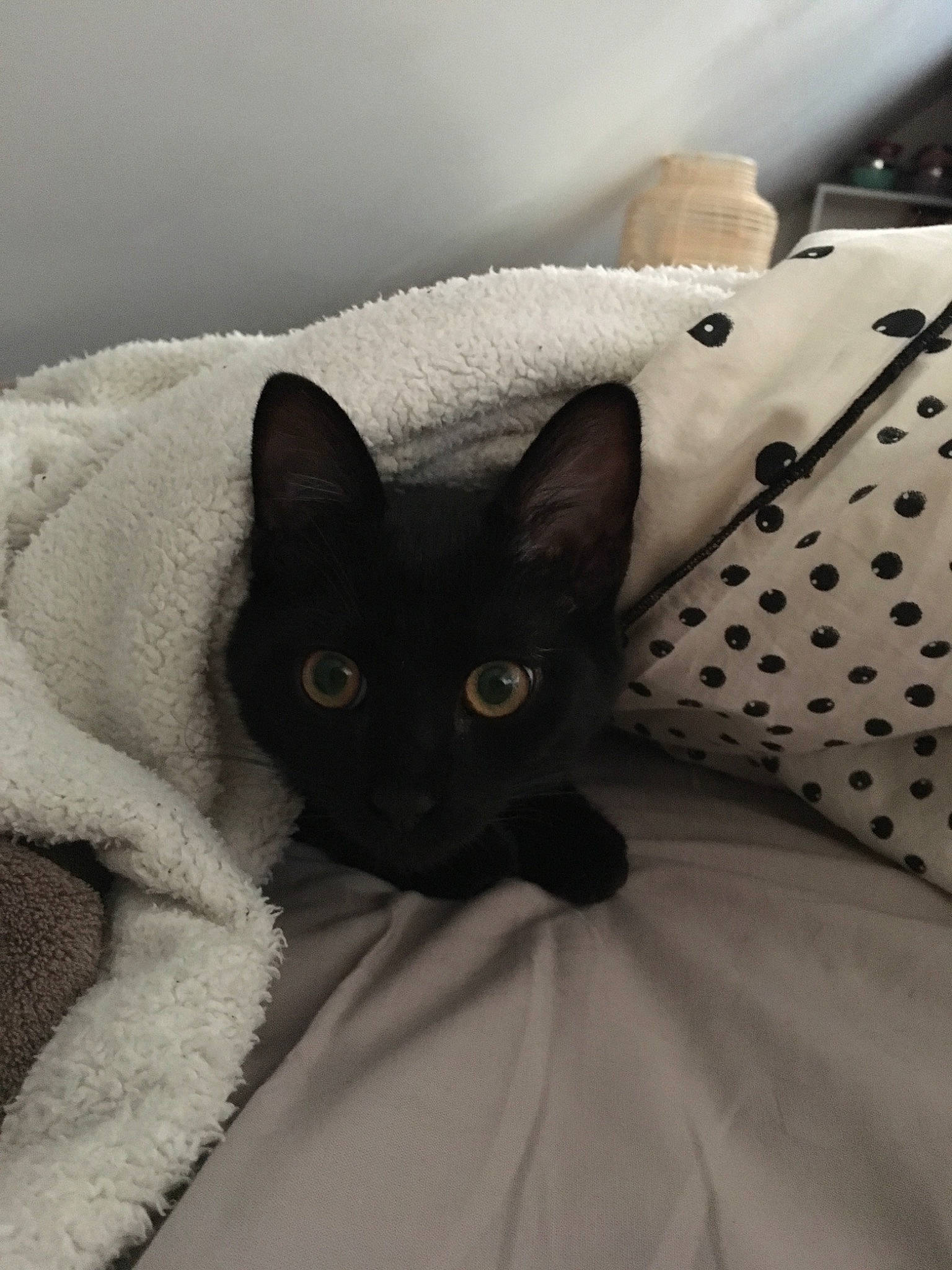 Opium participe au concours pour gagner de l'argent avec cette photo : black, black_and_white, black_cat, carnivore, cat, felidae, fur, kitten, small_to_medium_sized_cats, whiskers