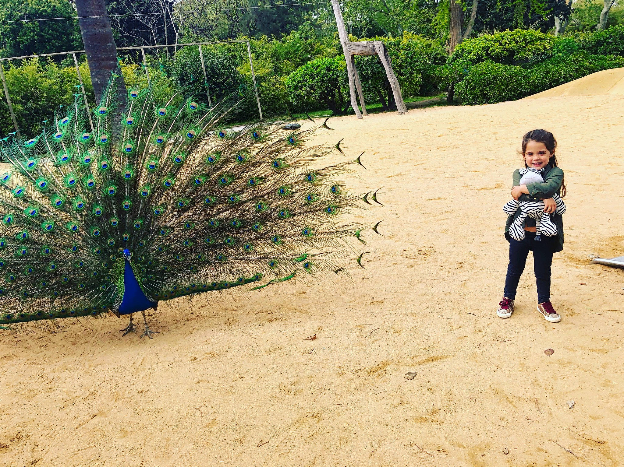 Lyna participe au concours pour gagner de l'argent avec cette photo : adaptation, bird, botany, child, fun, joy, leisure, park, peafowl, people, person, plant, play, recreation, sand, tourism, tree, vacation, village, wildlife