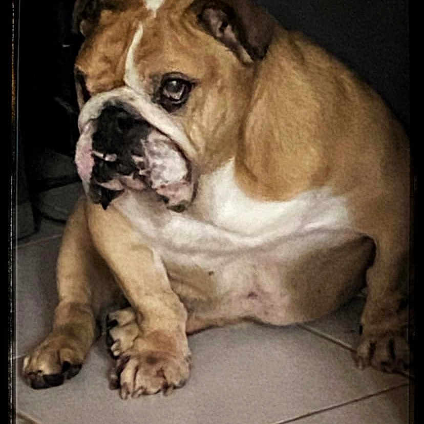 Falco participe au concours pour gagner de l'argent avec cette photo : animal, bostonbull, boxer, bulldog, canine, dog, frenchbulldog, pet, pitbull, puppy