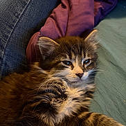 Junior joined the competition — help win amazing prizes! animal, cat, closeup, cute, denim, fabric, feline, fur, indoor, kitten, pet, purple, relaxed, sleepy, small, soft, tabby, teal, whiskers, young