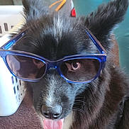 Night is registered to the contest to win money with this photo: accessory, animal_portrait, black_fur, carpet, closeup, dog, domestic_animal, ears, eye, eyewear, indoor, laundry_basket, muzzle, nose, pet, playful, portrait, sunglasses, tongue_out, whiskers