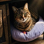 Naya a rejoint le concours — aidez-le/la à gagner de superbes lots ! animal, cabinet, cat, close_up, cozy, cushion, feline, green_eyes, home, indoor, lavender, pet, portrait, sitting, striped_fur, sunbeam, sunlight, tabby_cat, whiskers, wooden_furniture
