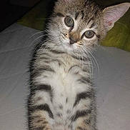 Naya a rejoint le concours — aidez-le/la à gagner de superbes lots ! kitten, cat, tabby, pet, animal, cute, fur, whiskers, paws, sitting, looking, indoor, closeup, young, mammal, domestic, feline, curious, face, ears