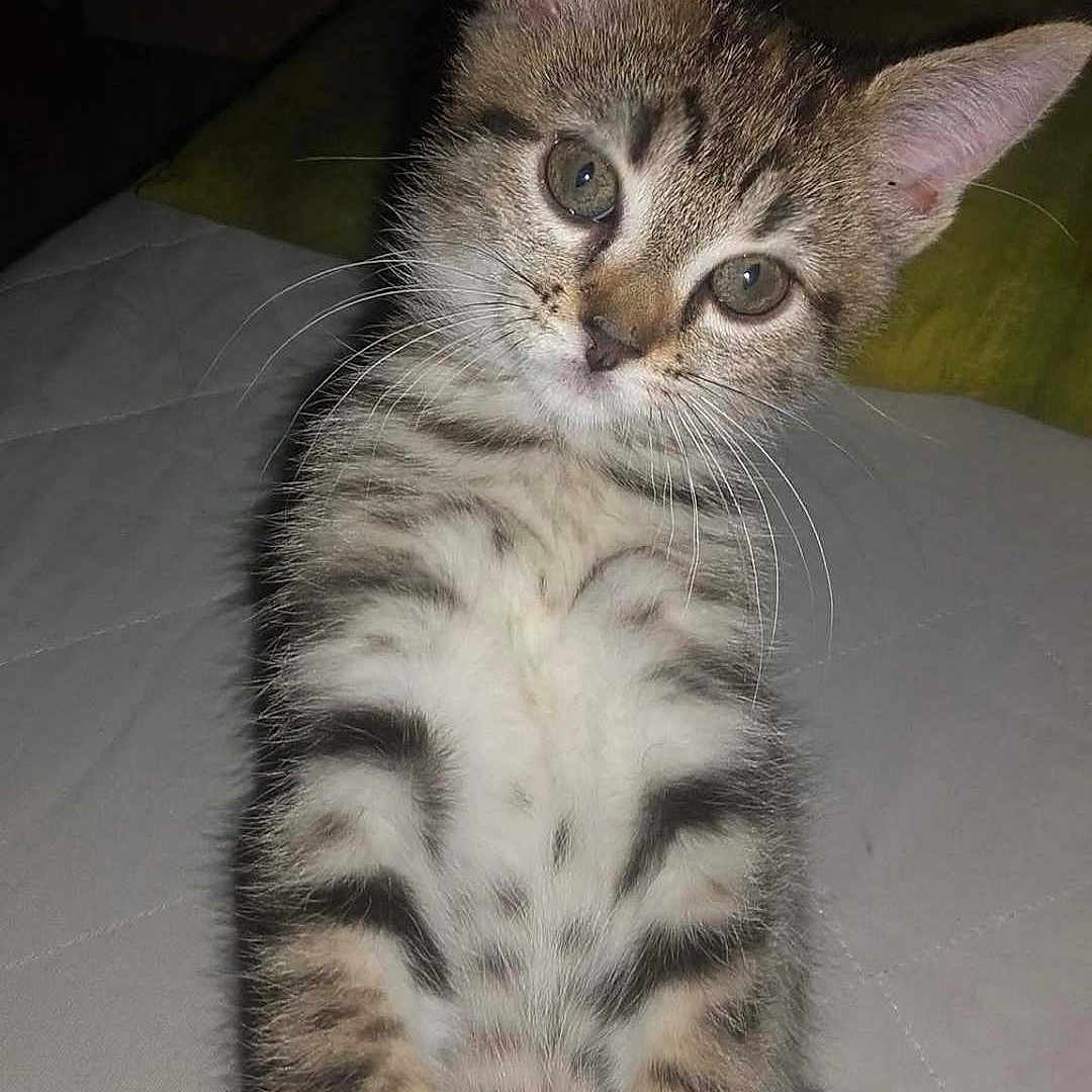 Naya a rejoint le concours — aidez-le/la à gagner de superbes lots ! kitten, cat, tabby, pet, animal, cute, fur, whiskers, paws, sitting, looking, indoor, closeup, young, mammal, domestic, feline, curious, face, ears