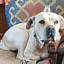 Eloa a rejoint le concours — aidez-le/la à gagner de superbes lots ! dog, canine, pet, indoor, couch, furniture, glass, cup, balancing, relaxed, cream_colored, ears, snout, collar, wooden_armrest, patterned_cushion, closeup, portrait, resting, calm