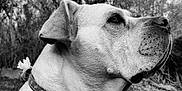 Eloa participe au concours pour gagner de l'argent avec cette photo : dog, portrait, black_and_white, animal, outdoor, nature, flower, collar, close_up, profile, canine, fur, ears, snout, whiskers, trees, background_blur, peaceful, calm, pet