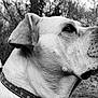 dog, portrait, black_and_white, animal, outdoor, nature, flower, collar, close_up, profile, canine, fur, ears, snout, whiskers, trees, background_blur, peaceful, calm, pet