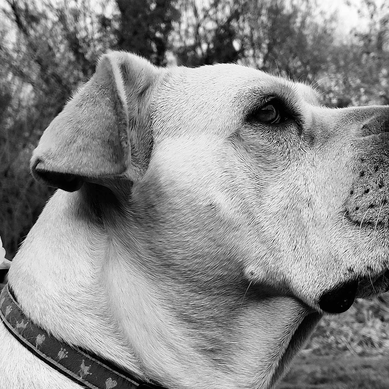 Eloa participe au concours pour gagner de l'argent avec cette photo : animal, background_blur, black_and_white, calm, canine, close_up, collar, dog, ears, flower, fur, nature, outdoor, peaceful, pet, portrait, profile, snout, trees, whiskers