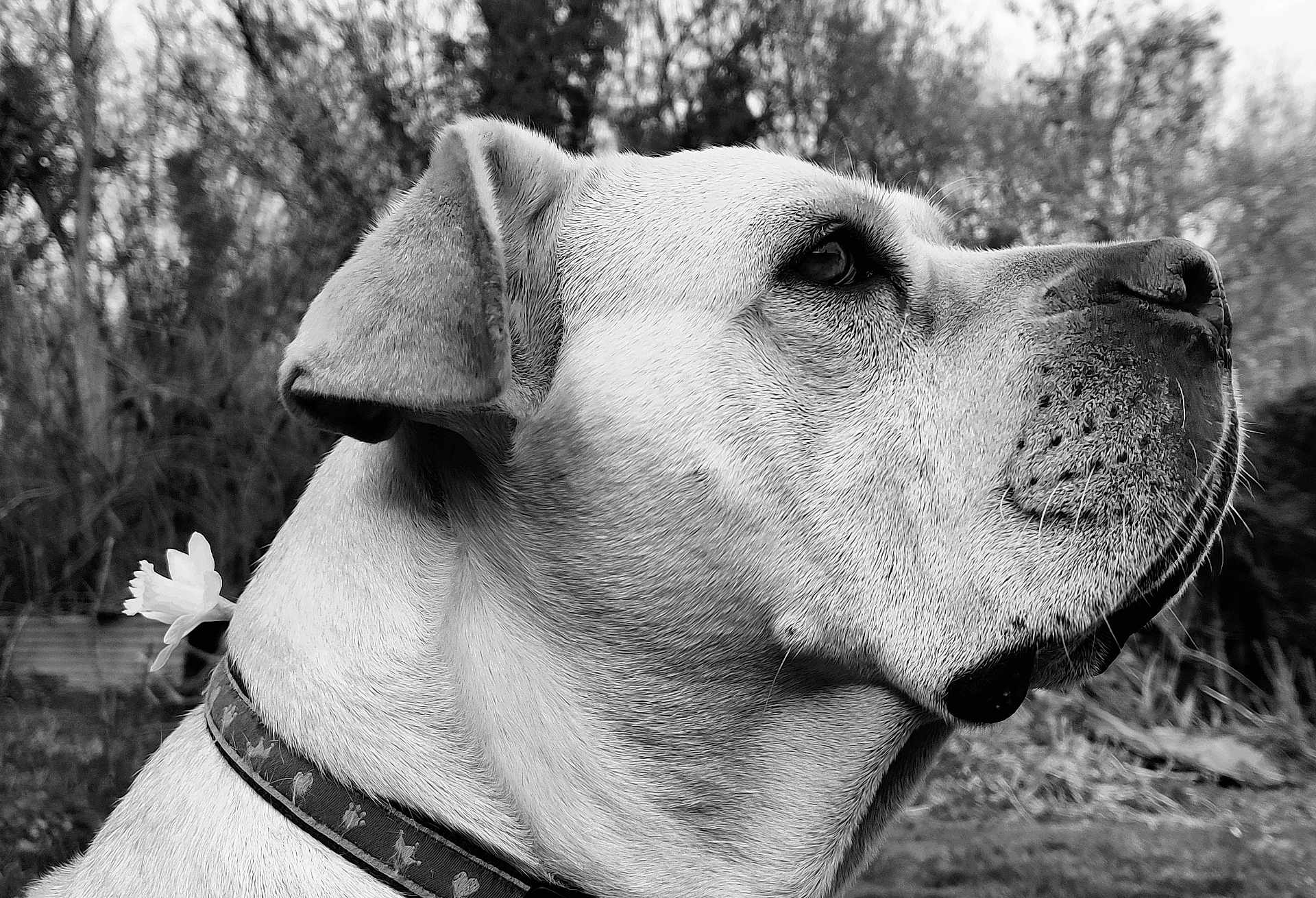 Eloa participe au concours pour gagner de l'argent avec cette photo : dog, portrait, black_and_white, animal, outdoor, nature, flower, collar, close_up, profile, canine, fur, ears, snout, whiskers, trees, background_blur, peaceful, calm, pet