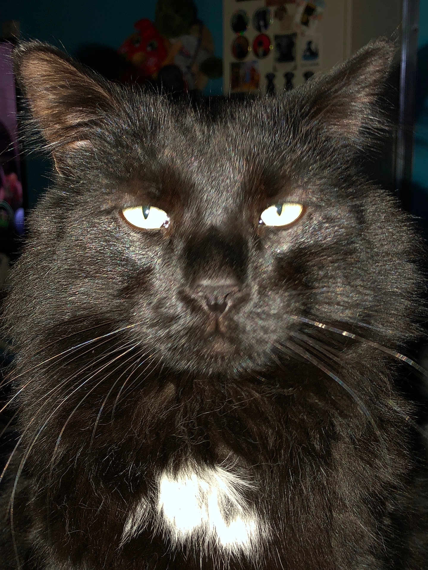 Tabitha