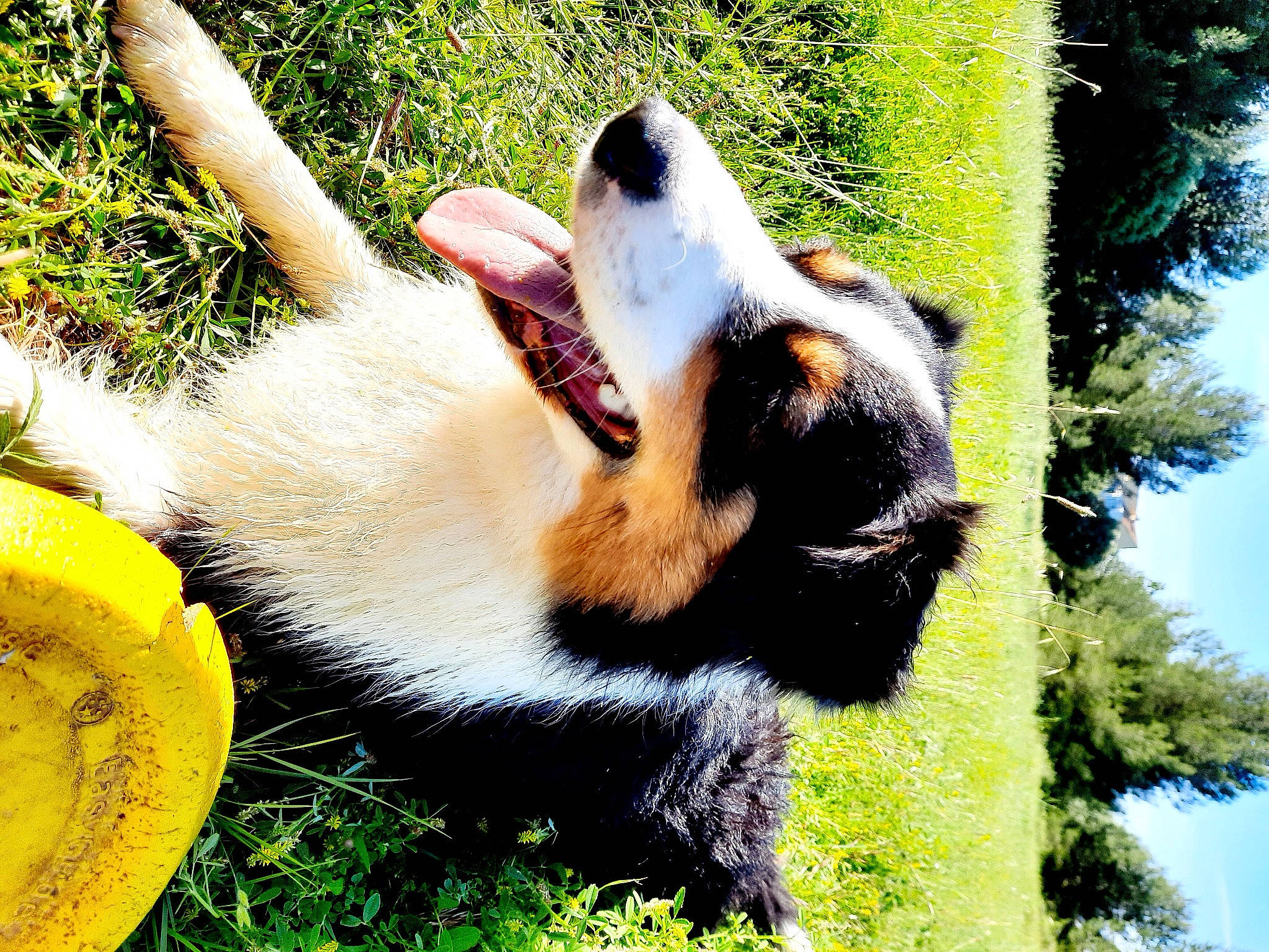 Tennessee a rejoint le concours — aidez-le/la à gagner de superbes lots ! canidae, carnivore, grass, mammal, panda, tail, vertebrate