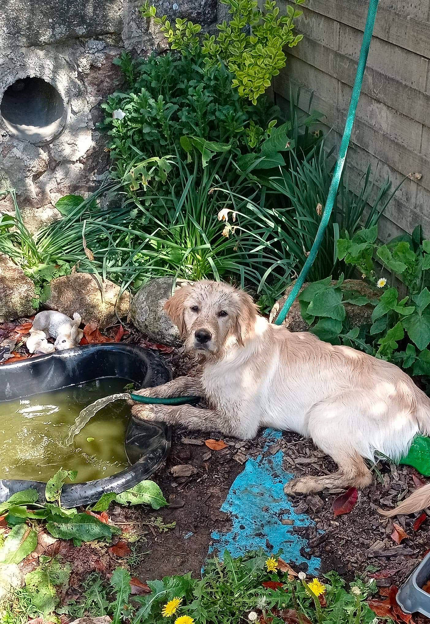 Symba participe au concours pour gagner de l'argent avec cette photo : canidae, carnivore, companion_dog, dog, dog_breed, fawn, felidae, garden, grass, groundcover, landscape, landscaping, plant, rock, shrub, soil, sporting_group, tail, water, yard