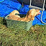 animal, blue_tarp, canine, container, dog, golden_retriever, grass, greenery, happy, ladder, nature, outdoor, pet, plastic_container, playful, relaxed, resting, summer, sunny, tongue_out