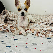 Gaby a rejoint le concours — aidez-le/la à gagner de superbes lots ! dog, chihuahua, blanket, bed, heart_pattern, paws, ears, cute, pet, looking_at_camera, indoor, white_wall, cozy, textile, bedding, soft, tan_and_white, small_dog, lying_down, portrait