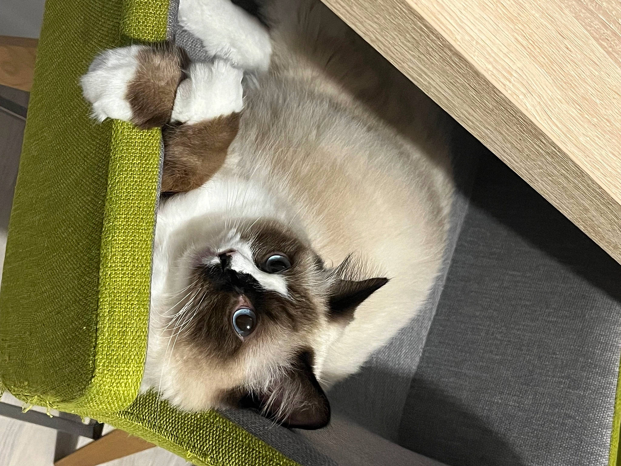 Guts a rejoint le concours — aidez-le/la à gagner de superbes lots ! bag, carnivore, cat, cat_supply, fashion_accessory, fawn, felidae, fur, linens, room, siamese, small_to_medium_sized_cats, tail, whiskers, wood, wool, woven_fabric