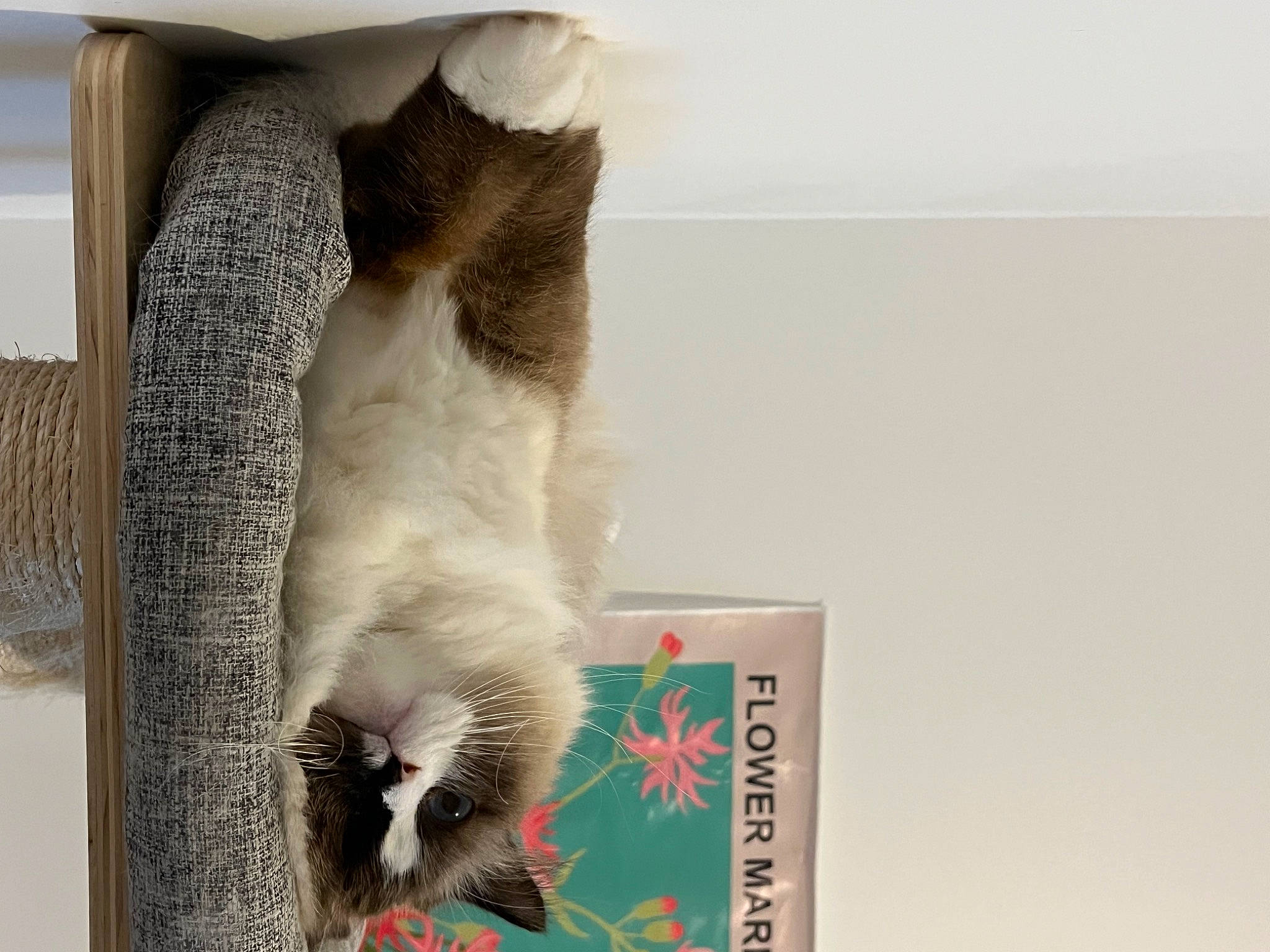 Guts a rejoint le concours — aidez-le/la à gagner de superbes lots ! art, beak, bird, cardboard, carnivore, cat, cat_supply, claw, domestic_short_haired_cat, feather, felidae, fur, paw, pet_supply, small_to_medium_sized_cats, tail, whiskers, wildlife, window, wing