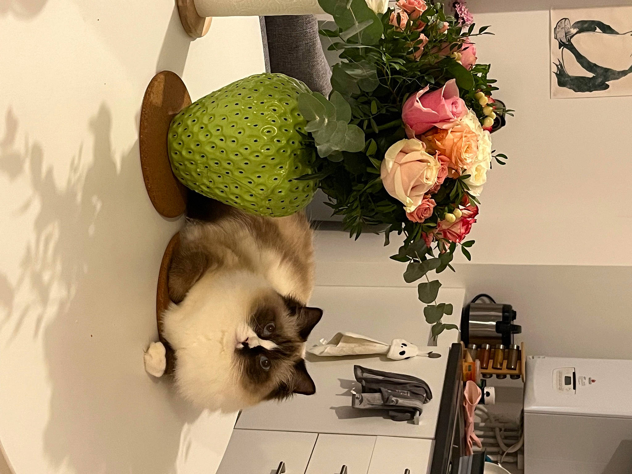 Guts participe au concours pour gagner de l'argent avec cette photo : artificial_flower, cat, cut_flowers, fashion_accessory, feather, felidae, flower, flower_arranging, lighting, petal, photograph, plant, rose, shelving, small_to_medium_sized_cats, snapshot, twig, vase, whiskers, yellow