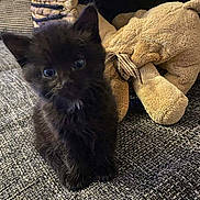 Nachos participe au concours pour gagner de l'argent avec cette photo : big_eyes, black_cat, cat, close_up, couch, cozy, cute, fur, indoor, kitten, paws, pet, plush_toy, portrait, sitting, soft, staring, stuffed_animal, textile, woven_basket