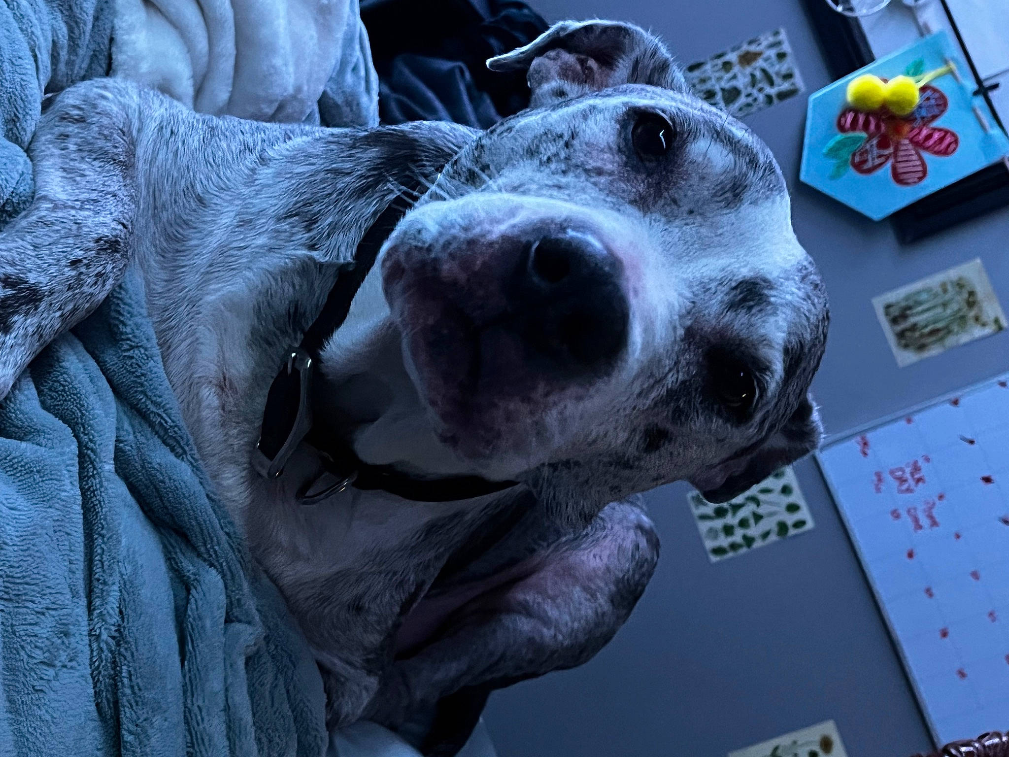 Disco joined the competition — help win amazing prizes! canidae, carnivore, collar, companion_dog, dog, dog_breed, dog_supply, electric_blue, fur, guard_dog, non_sporting_group, snout, sporting_group, whiskers, working_animal