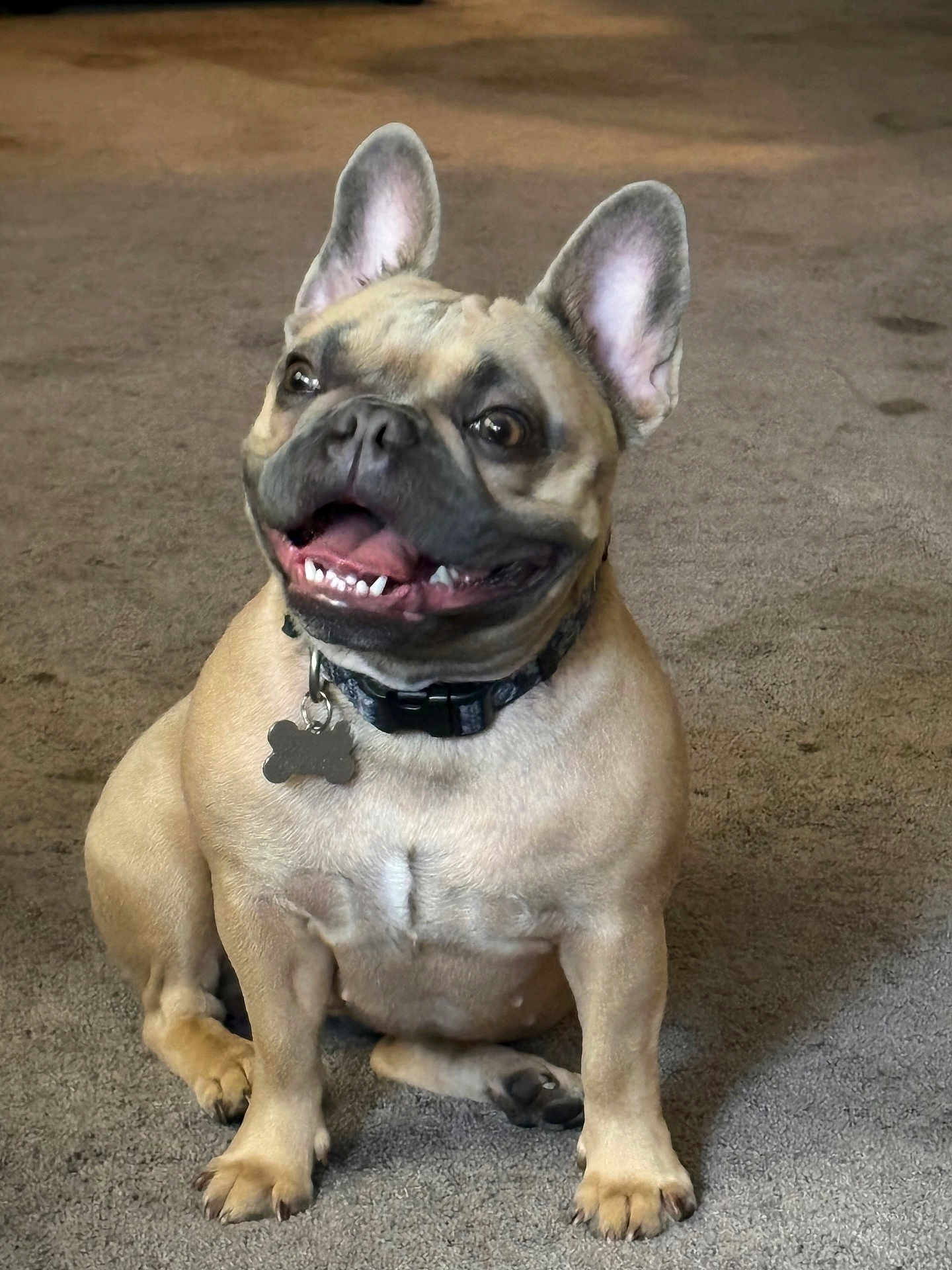 Bella