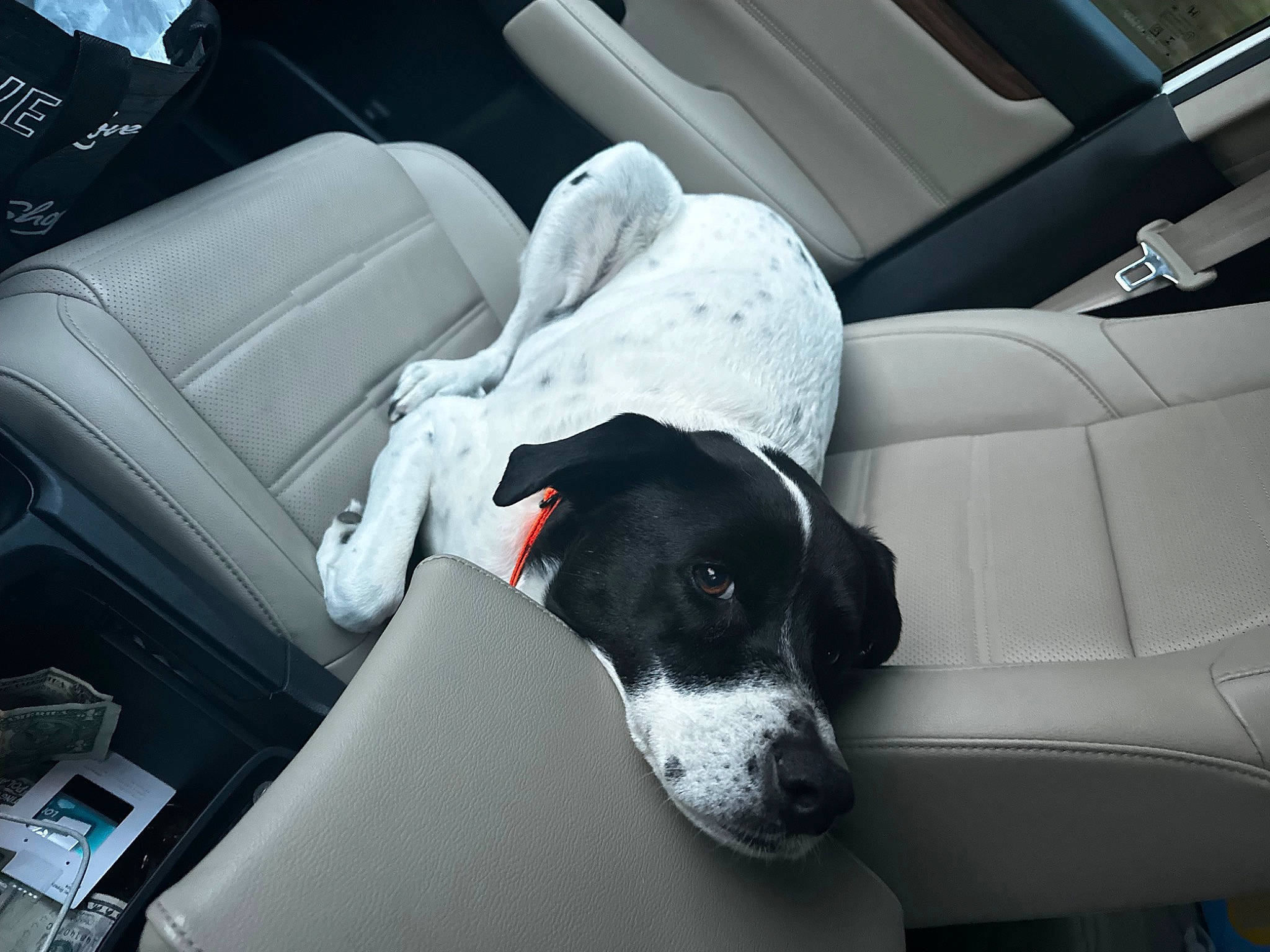 Brody is registered to the contest to win money with this photo: auto_part, automotive_design, automotive_exterior, automotive_tire, car, car_seat, car_seat_cover, carnivore, comfort, companion_dog, dog, dog_breed, family_car, head_restraint, luxury_vehicle, motor_vehicle, personal_luxury_car, vehicle, vehicle_door, working_animal