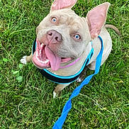 Cartier joined the competition — help win amazing prizes! animal, blue_eyes, brown_dog, canine, close_up, daylight, dog, ears_up, grass, happy, harness, leash, nature, outdoor, pet, pink_toy, playful, sitting, smiling, tongue_out