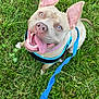 animal, blue_eyes, brown_dog, canine, close_up, daylight, dog, ears_up, grass, happy, harness, leash, nature, outdoor, pet, pink_toy, playful, sitting, smiling, tongue_out