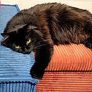 Charlie participe au concours pour gagner de l'argent avec cette photo : animal, black_cat, blue_cushion, cat, cozy, cushion, cute, feline, fur, home, indoor, lounging, mammal, pet, relaxed, resting, rust_cushion, textured_fabric, whiskers, yellow_pillow