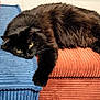 animal, black_cat, blue_cushion, cat, cozy, cushion, cute, feline, fur, home, indoor, lounging, mammal, pet, relaxed, resting, rust_cushion, textured_fabric, whiskers, yellow_pillow