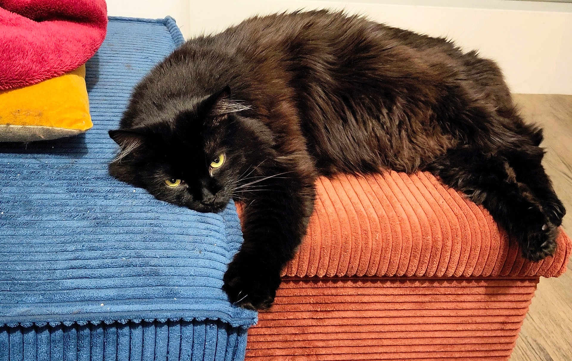 Charlie participe au concours pour gagner de l'argent avec cette photo : animal, black_cat, blue_cushion, cat, cozy, cushion, cute, feline, fur, home, indoor, lounging, mammal, pet, relaxed, resting, rust_cushion, textured_fabric, whiskers, yellow_pillow