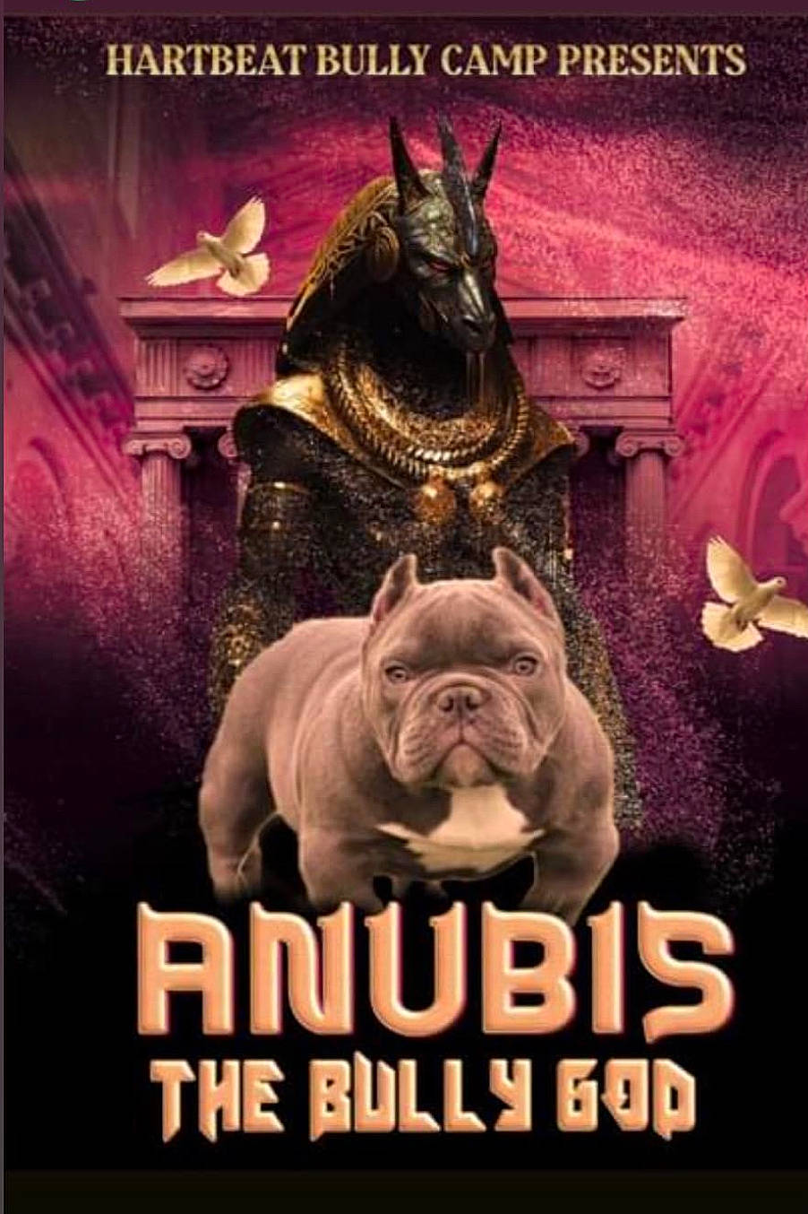 Anubis is registered to the contest to win money with this photo: advertising, banner, bat, book_cover, canidae, carnivore, companion_dog, drink, felidae, fiction, fictional_character, font, graphic_design, illustration, photo_caption, poster, terrestrial_animal, whiskers