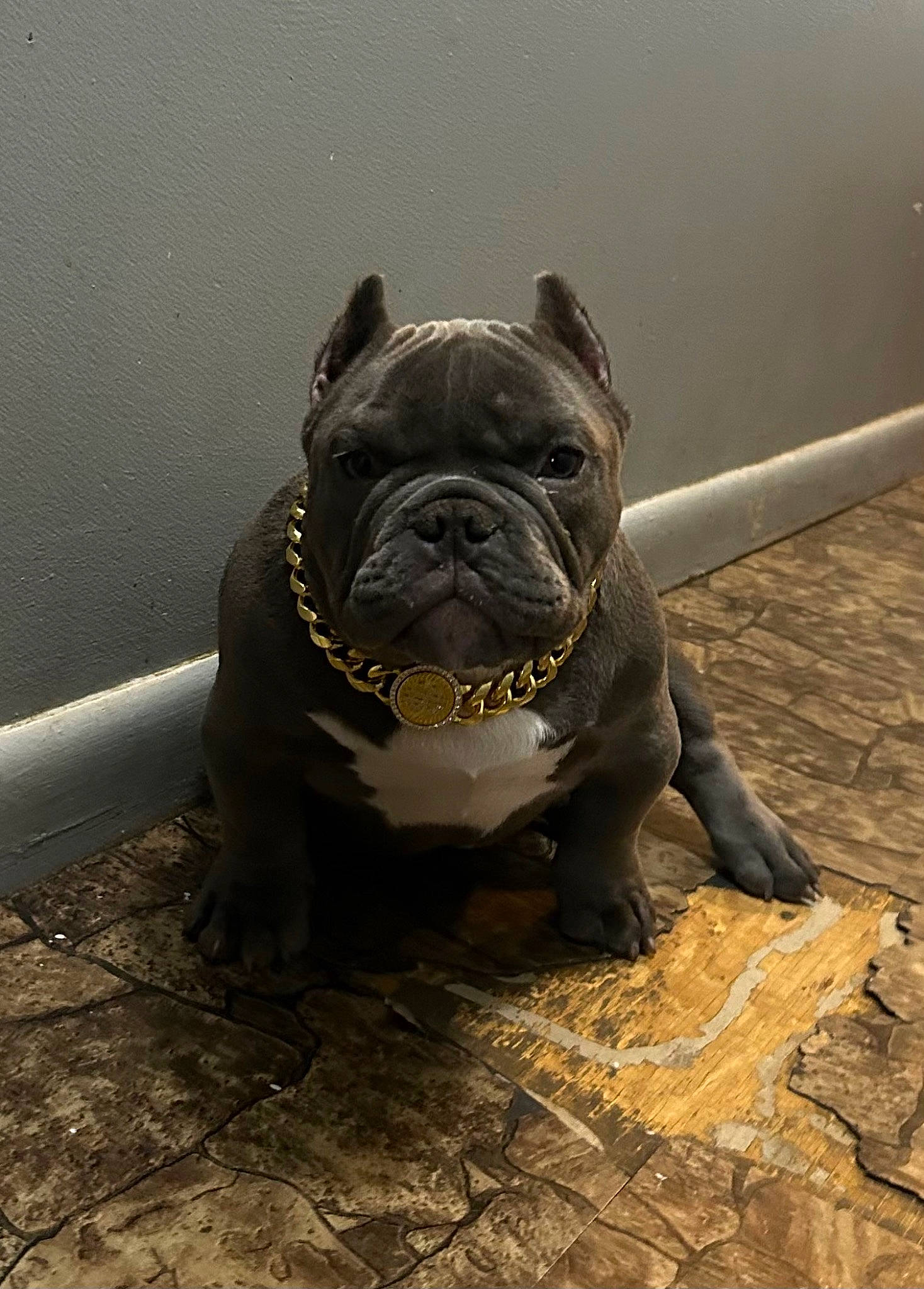 Anubis joined the competition — help win amazing prizes! ancient_dog_breeds, bulldog, canidae, carnivore, companion_dog, dog, dog_breed, fawn, french_bulldog, molosser, non_sporting_group, pug, snout, sporting_group, terrestrial_animal, toy_dog, water, whiskers, working_animal, wrinkle