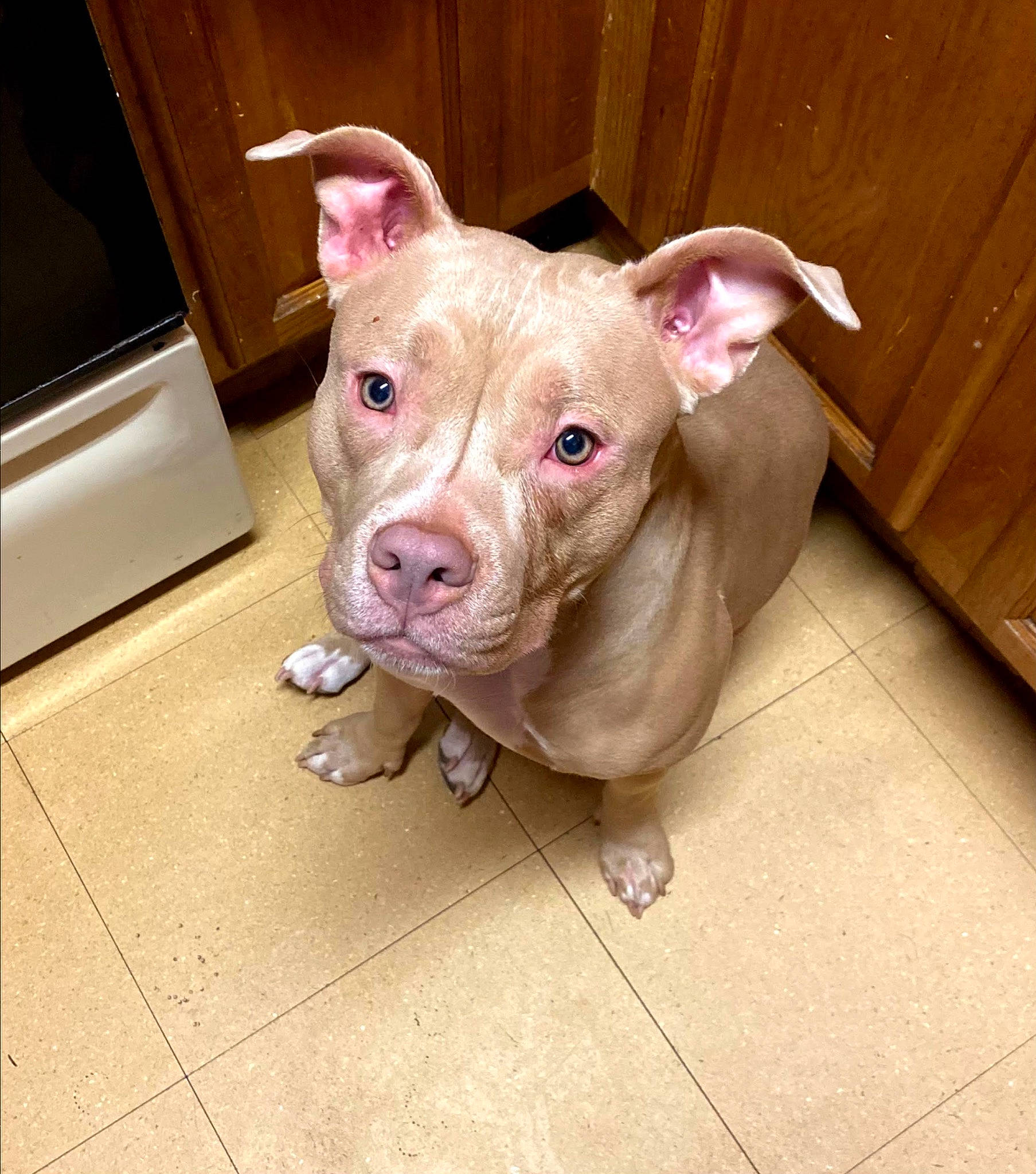 Zena joined the competition — help win amazing prizes! canidae, carnivore, companion_dog, dog, dog_breed, dog_supply, ear, fawn, jaw, liver, livestock, non_sporting_group, pet_supply, snout, sporting_group, suidae, terrestrial_animal, wood, working_animal