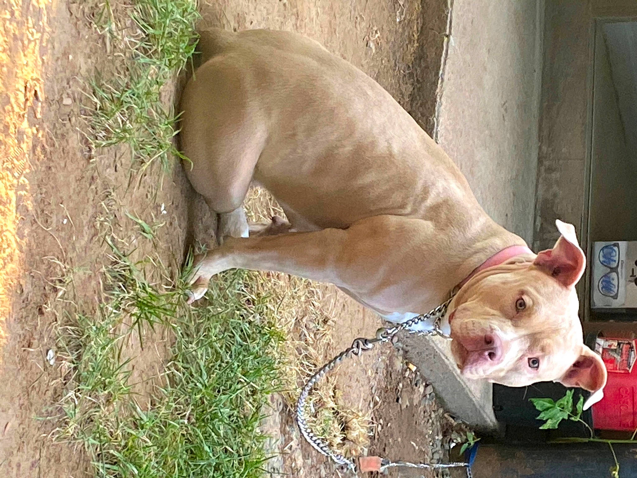 Zena is registered to the contest to win money with this photo: canidae, carnivore, companion_dog, dog, dog_breed, fawn, grass, human_leg, liver, livestock, natural_material, non_sporting_group, plant, snout, sporting_group, tail, terrestrial_animal, whiskers, wildlife