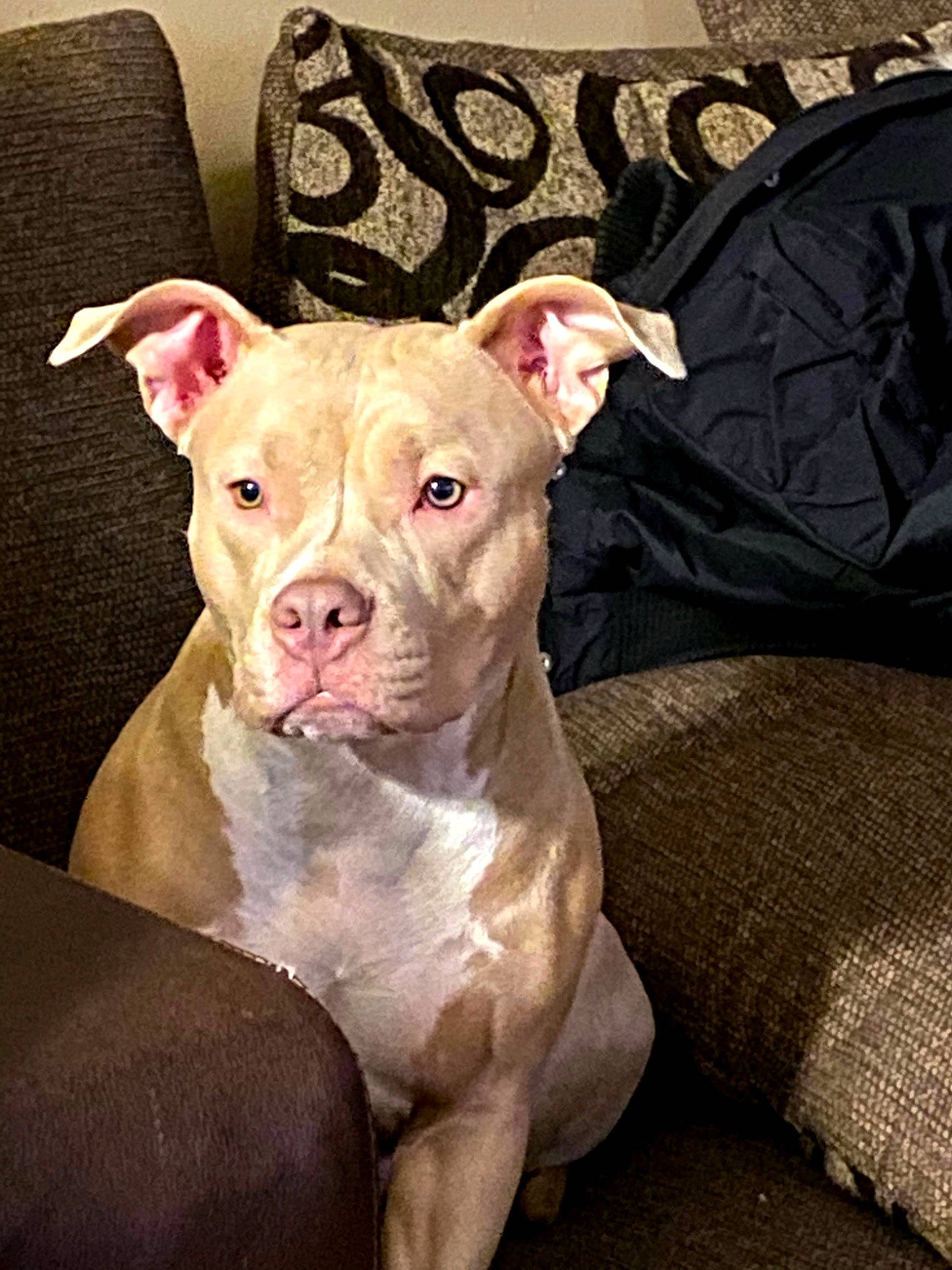 Zena joined the competition — help win amazing prizes! canidae, carnivore, collar, comfort, companion_dog, cordoba_fighting_dog, dog, dog_breed, dog_collar, dog_supply, fawn, non_sporting_group, snout, sporting_group, terrestrial_animal, toy_dog, whiskers, working_animal