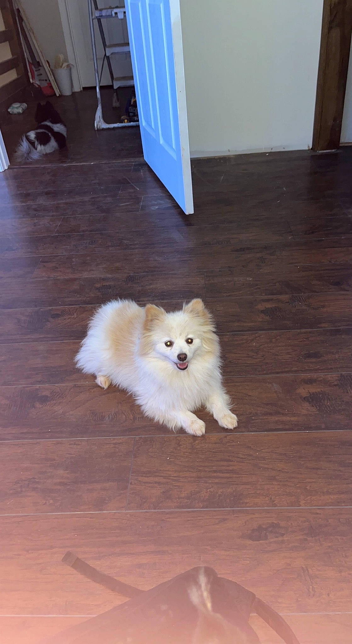 Eli is registered to the contest to win money with this photo: canidae, carnivore, companion_dog, dog, dog_breed, fawn, floor, flooring, fur, german_spitz, german_spitz_klein, german_spitz_mittel, hardwood, snout, spitz, sporting_group, varnish, whiskers, wood, wood_stain