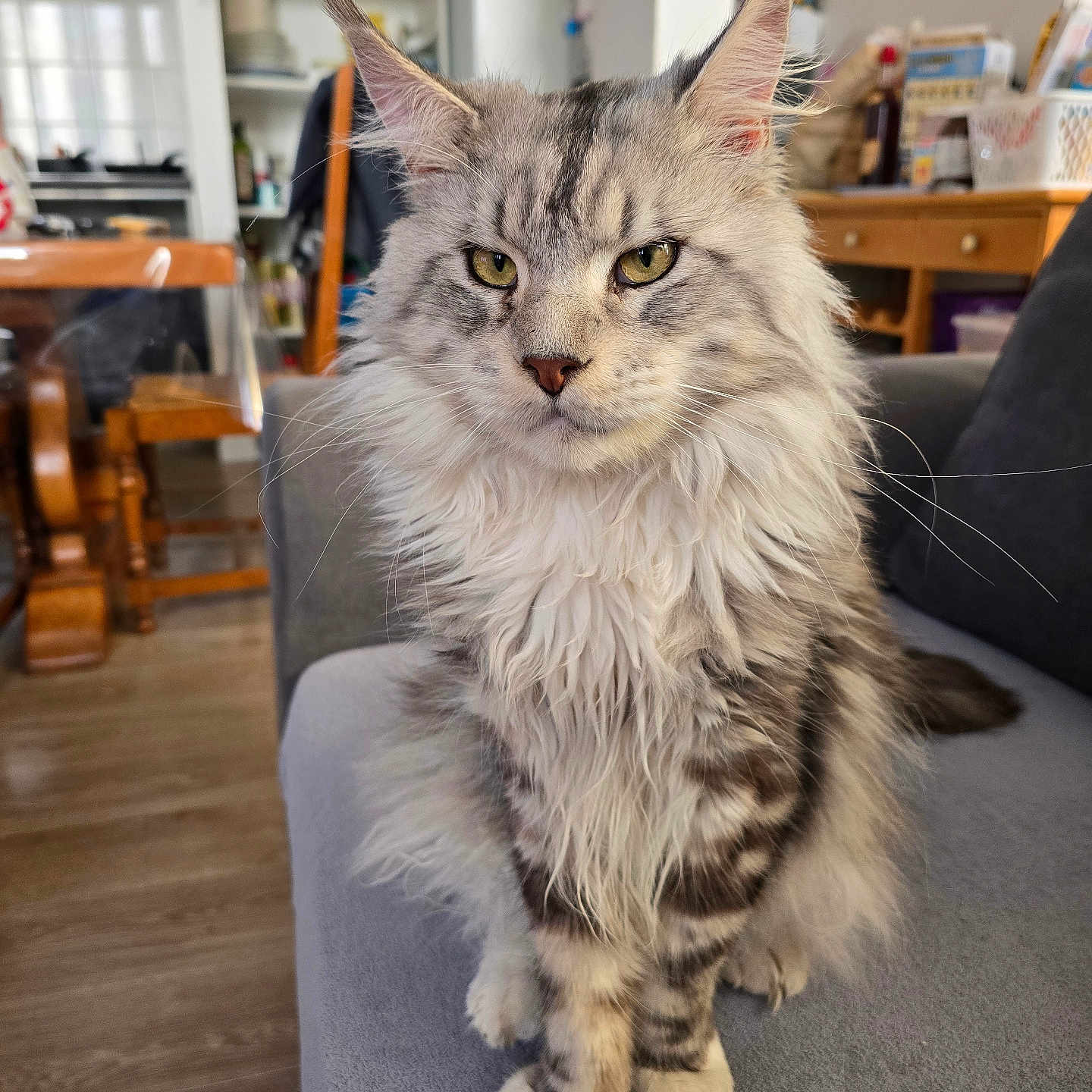 Simba participe au concours pour gagner de l'argent avec cette photo : abyssinian, animal, architecture, building, cat, couch, desk, furniture, hardwood, indoors, interiordesign, kitten, livingroom, manx, pet, plywood, room, shelf, table, wood
