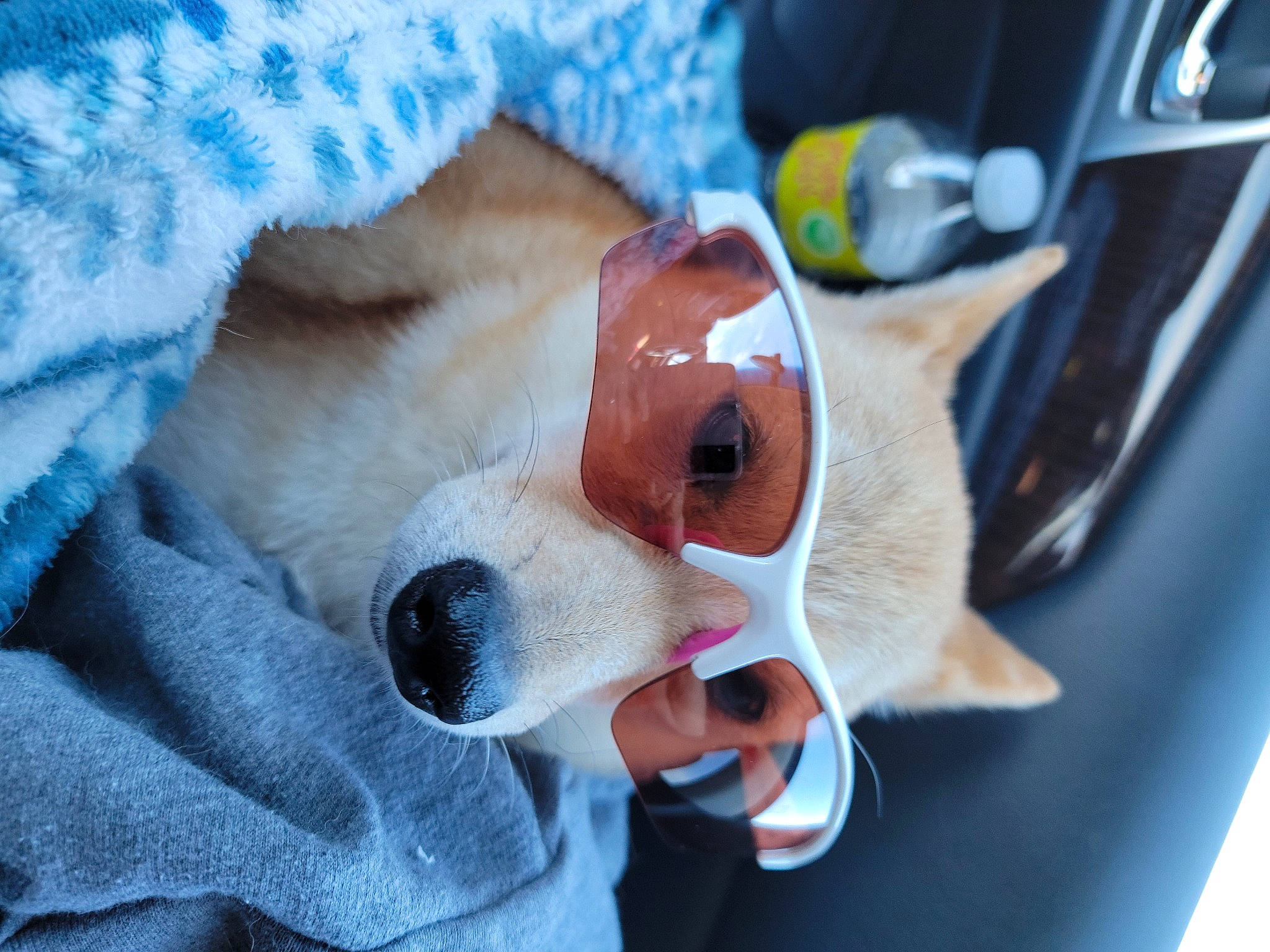 Keiri joined the competition — help win amazing prizes! automotive_exterior, automotive_lighting, canidae, carnivore, comfort, companion_dog, dog, dog_breed, eyewear, family_car, fawn, fur, motor_vehicle, plush, snout, sporting_group, stuffed_toy, sunglasses, vehicle_door, whiskers